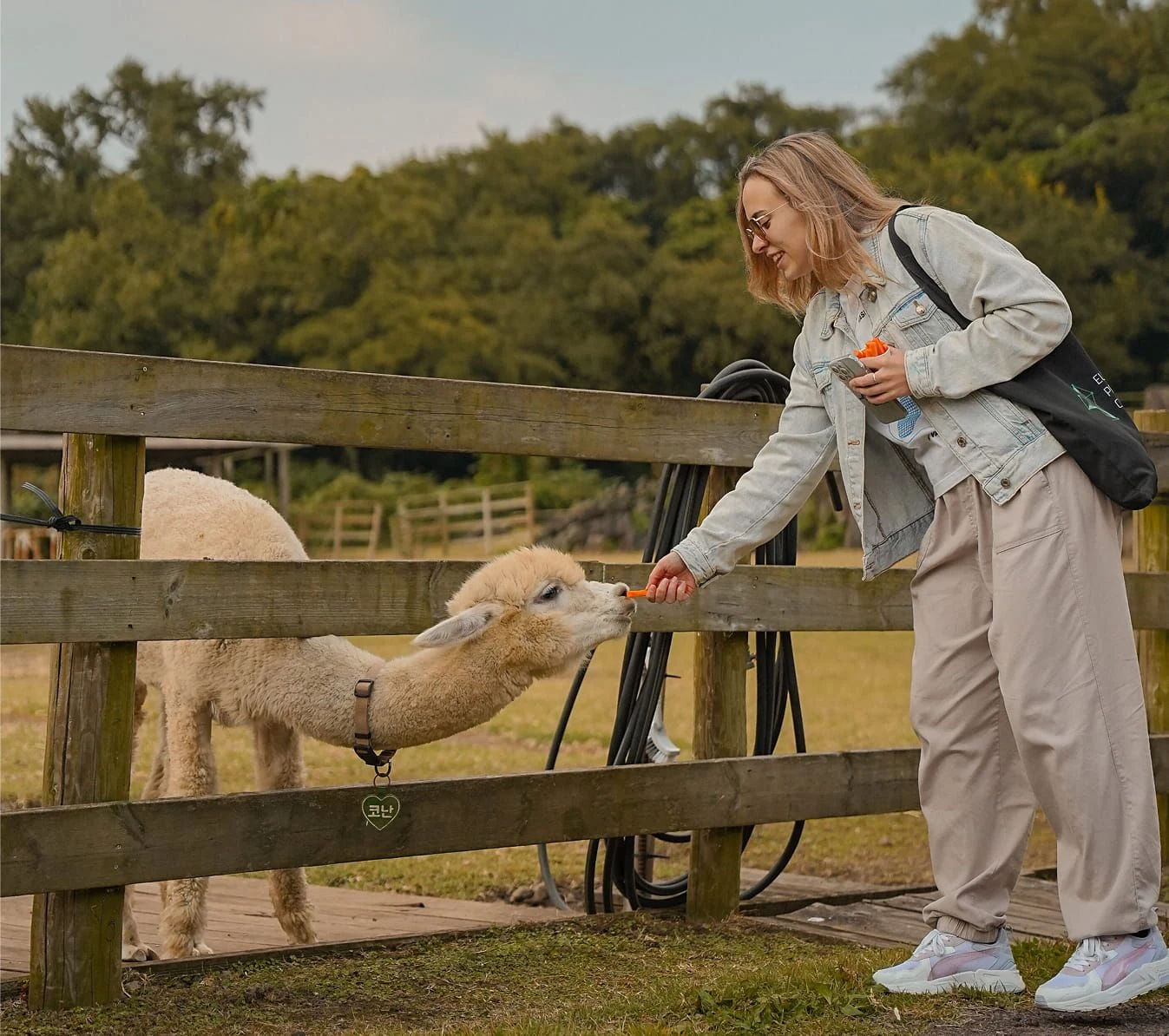 Alpaca Park