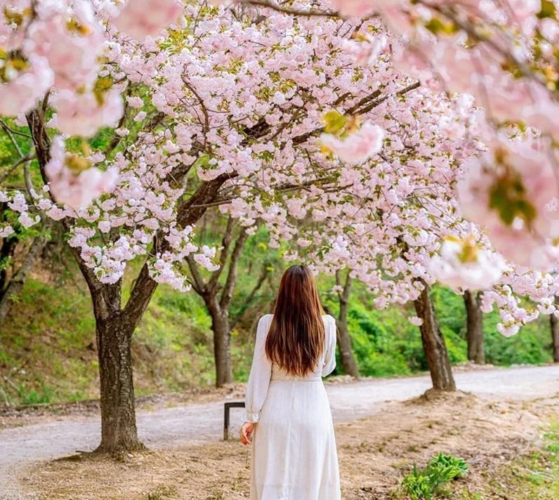 Cherry blossoms