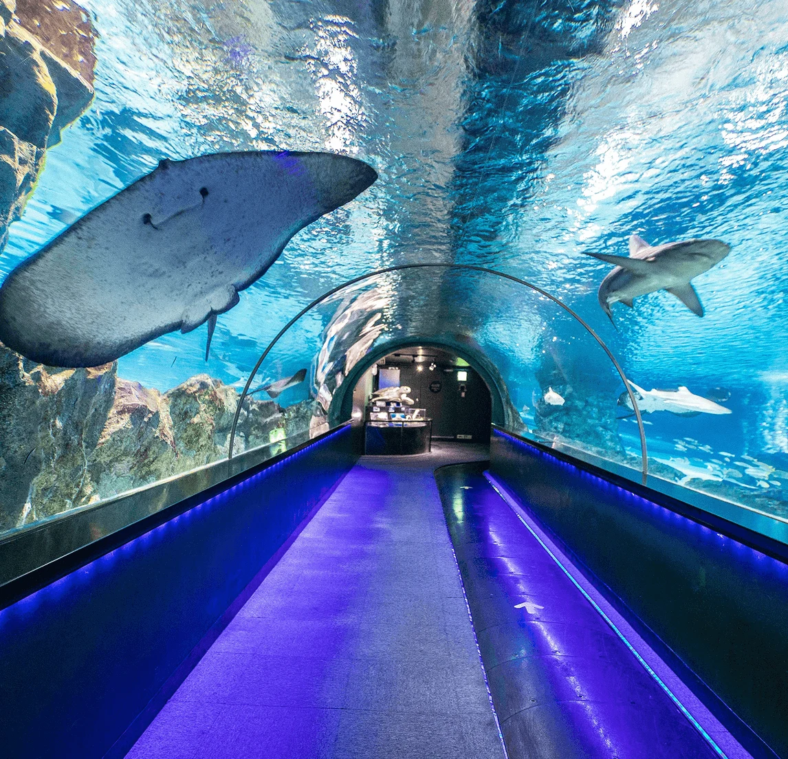 Location: SEA LIFE COEX Aquarium