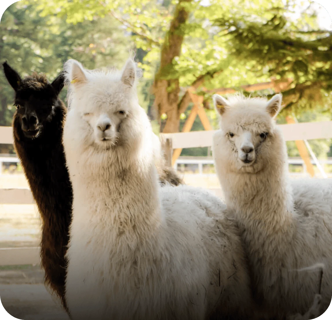 Location: Alpaca farm