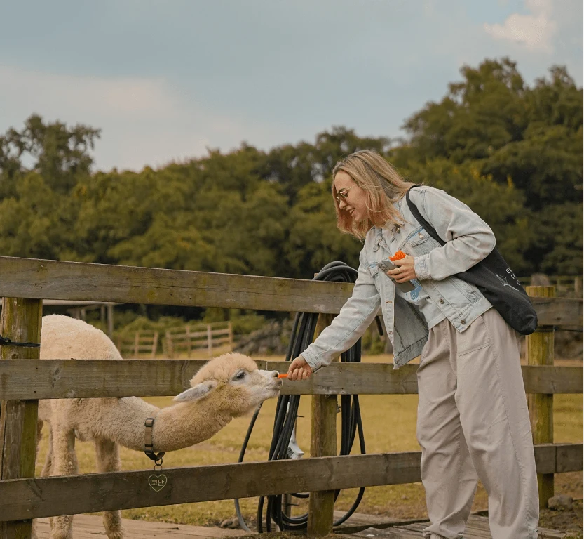 A traveler feeding an alpaca