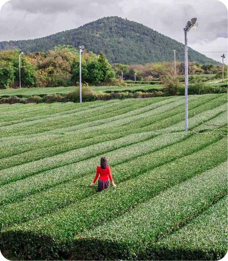 Tea plantation