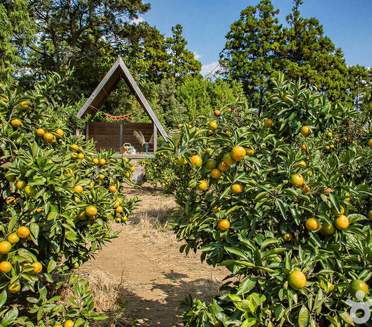 Tangerine picking on a local farm
